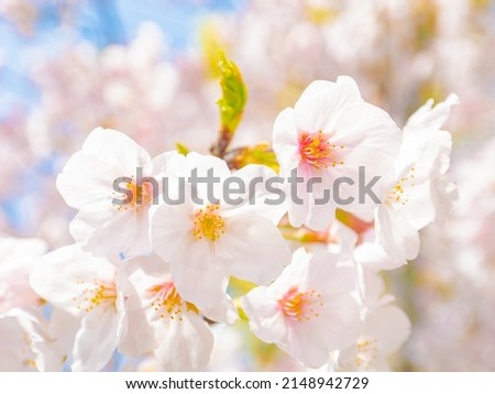 Blooming cherry blossoms in evening at sunset, Sakura flower in warm spring, Nature or flora background, Nobody
