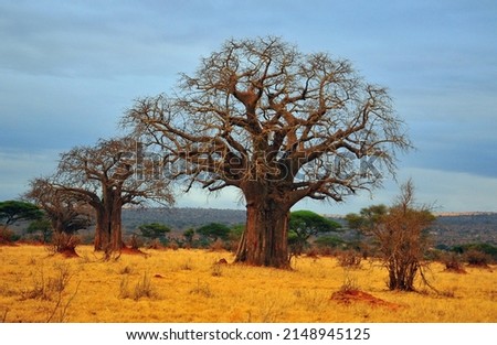 Baobab or  boab, boaboa, bottle tree, upside-down tree, and monkey bread tree Tarangire National Park is the sixth largest national park in Tanzania after Ruaha, Serengeti, Mikumi, Katavi and Mkomazi Royalty-Free Stock Photo #2148945125