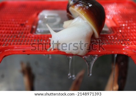 Giant African land snail secreting slime over red plastic terrarium roof Royalty-Free Stock Photo #2148971393