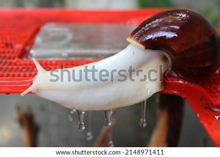 Giant African land snail secreting slime over red plastic terrarium roof Royalty-Free Stock Photo #2148971411