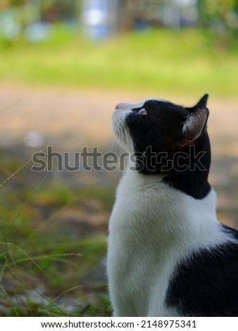 Beautiful portrait domestic black and white cat looking up at outside on summer with green blurred background