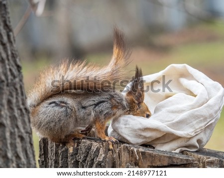 A squirrel sits on a stump and searching for food in spring or summer. Eurasian red squirrel, Sciurus vulgaris