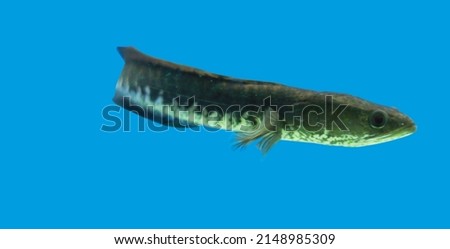 Snake head Murrel Fish aquarium fish