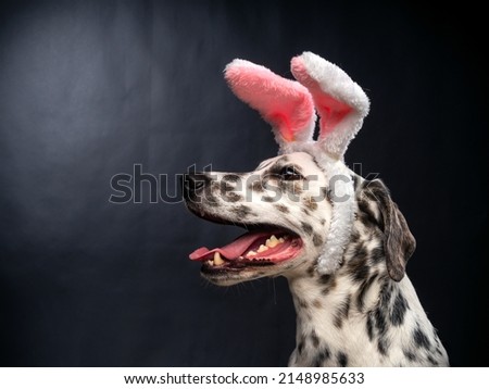 Portrait of a Dalmatian dog in a Santa Claus hat, highlighted on a black background. The picture was taken in a photo studio.