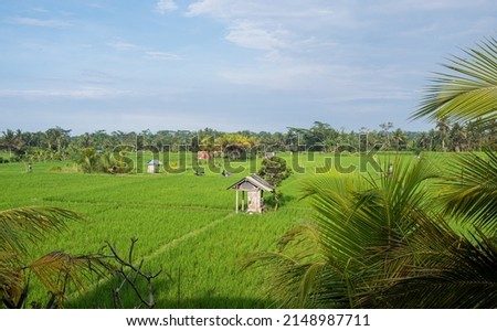 rice field with small storage