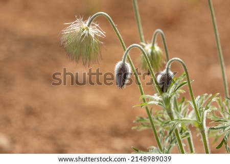 A pasqueflower found in the temple