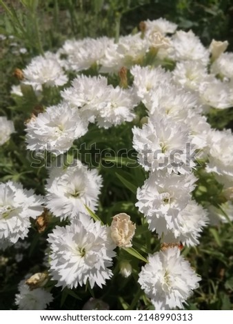Blooming Dianthus plumarius. White multi-petalled terry carnations. Floral Desktop Wallpaper
