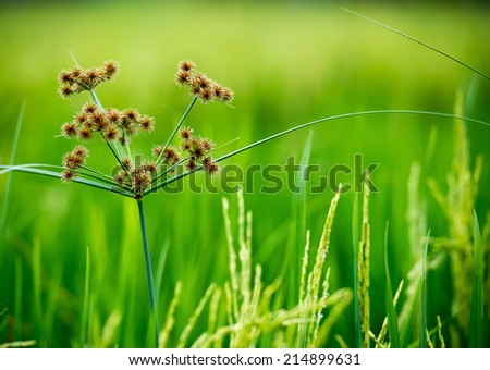 Flowering weeds that grow in the beautiful paddy fields.