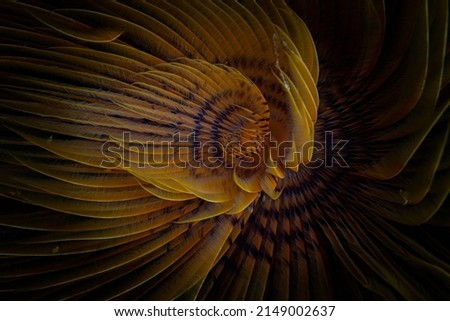 Close up detail of the spiraling colors of a tube worm  Royalty-Free Stock Photo #2149002637