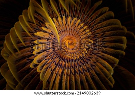 Close up detail of the spiraling colors of a tube worm  Royalty-Free Stock Photo #2149002639
