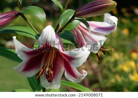Lily 'Altari' is an OT-hybrid lily (oriental lily x trumpet lily) with white flowers and a great burgundy throat, very colorful Royalty-Free Stock Photo #2149008071