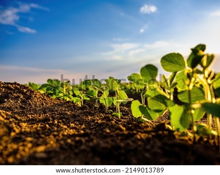 Green soybean crop plants at agricultural farm field industrial agriculture landscape Royalty-Free Stock Photo #2149013789