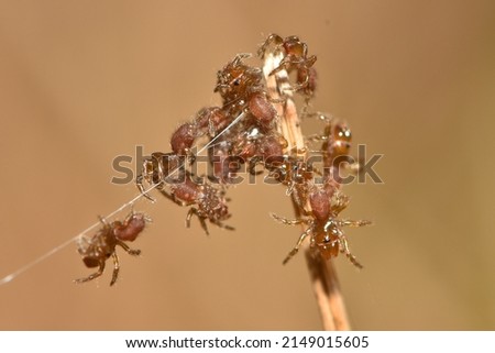 Closeup picture of nymphs of the black European purseweb spider Atypus piceus (Araneae: Atypidae), an atypical tarantula photographed in a heathland in southern Germany while emerging and ballooning.