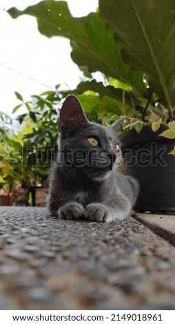 cute gray cat, under the plant, looking at food