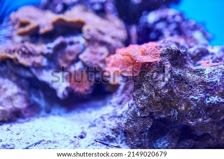 The underwater world of the ocean. Photo of corals and mollusks. Selective focus