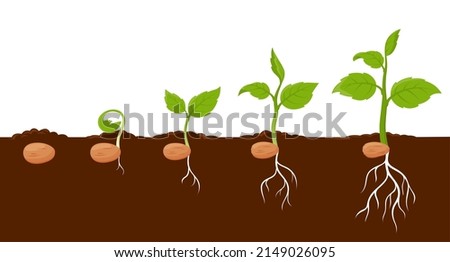 Plant growth stages, sprout grow cycle of seeds of tree or flower, vector agriculture seedling process. Plant grow stages from seed to leaf sprout in ground, garden or farm sapling phases Royalty-Free Stock Photo #2149026095