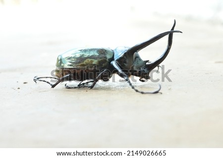 The horn beetle or bangbung is a type of rhinoceros beetle.