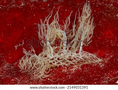 Sea slug of the Philippines nudibranch east Asia