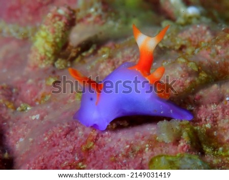 Sea slug of the Philippines nudibranch east Asia