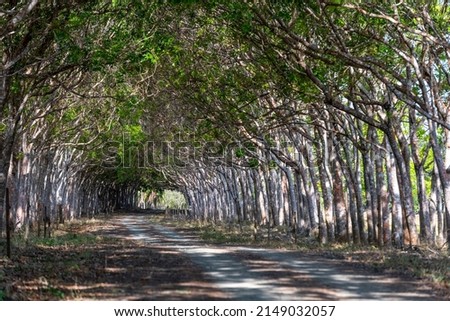 Rural tree tunnel road, Pedasi, Panama, Central America