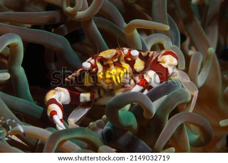 Shrimps and small crabs in the philippines east Asia