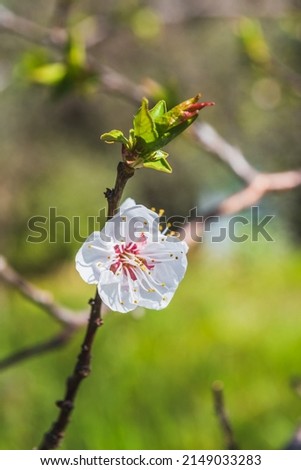 Close-up of a Beautiful Apricot Blossom, Macro, Nature