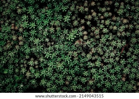 Microgreens close up, natural  background