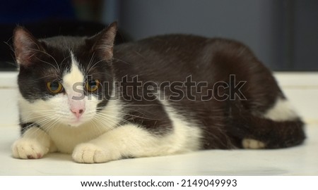 cute black and white european shorthair cat with orange eyes