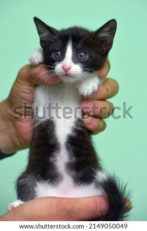 small black and white kitten in hands close up