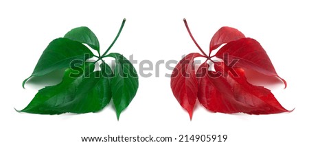 Green and red virginia creeper leaves. Isolated on white background. Close-up view.