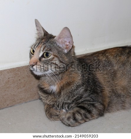 photo of mother tabby cat on shiny stone