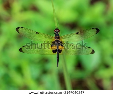 Beautiful Dragonfly on nature background. Image of Variegated Flutterer Dragonfly (Rhyothemis Variegata). Selective focus