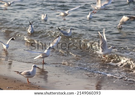 blue wavy sea and seagulls