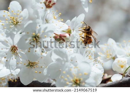 Branches of blossoming cherry and bee macro with soft focus. Beautiful cherry landscape. Floral spring abstract background of nature. Easter and spring greeting cards. Springtime