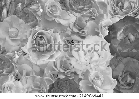 white and black picture, beautiful roses flower on background, nature, banner, template,background