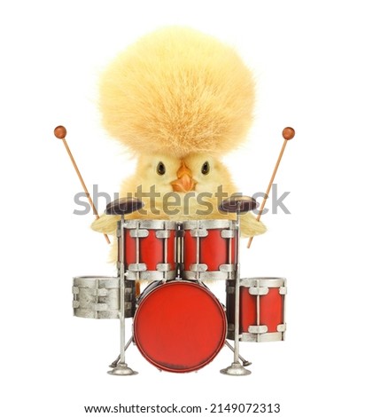 Cute cool chick musician with drums funny conceptual image. Music art chicken drummer concept. Funny baby animals photo