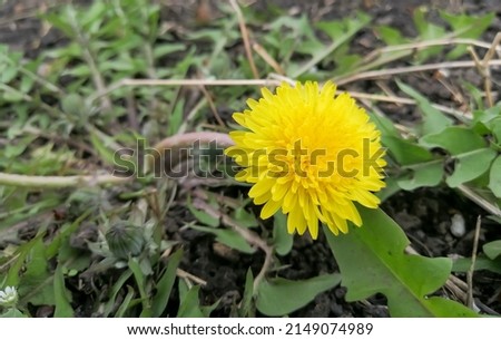 A large head of a young dandelion. Yellow dandelion head in the field. There is a yellow dandelion in the green grass.