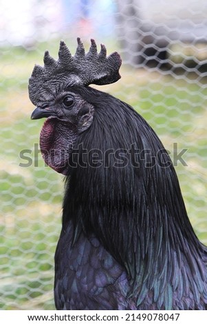 rare black roostel bird in a garden