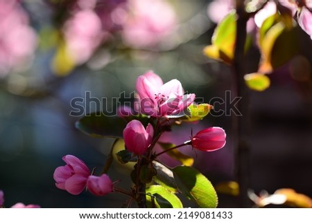 Pink flowering appletree as a close up against a blurred background Royalty-Free Stock Photo #2149081433