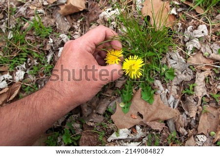 Hand picking weeds out of the ground. Royalty-Free Stock Photo #2149084827