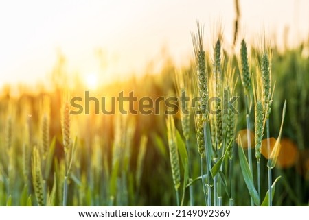 Macro close up of fresh ears of young green wheat in spring field. Agriculture scene. Royalty-Free Stock Photo #2149092369