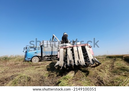 Harvester machine is harvesting ripe rice