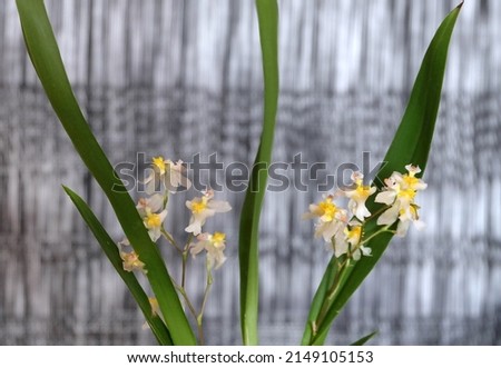 Oncidium twinkle orchid blooming with cream flowers, macro shot, selective focus, horizontal orientation. Royalty-Free Stock Photo #2149105153
