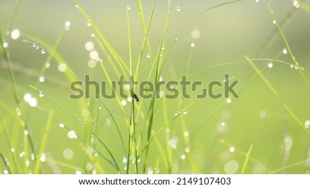 an insect perched on the dewy grass. Wet grass with morning dew. close-up. background.