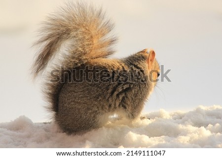 A wild brown and white squirrel in on the snow white ground in a sunny morning