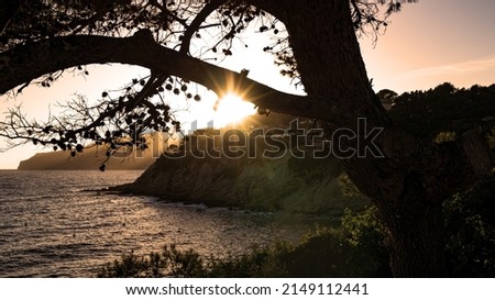 sunset photography through the tree and rock