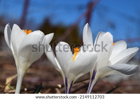 White crocus flowers on bright blue sky background. Beautiful alpine flowers. Early spring seasonal photography.
