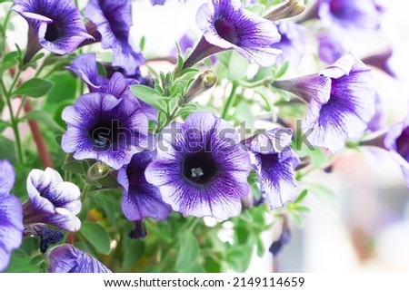 Petunia flower. Purple petunia flower blooming during springtime. Selective focus 