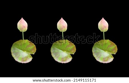 Closeup, Set water lily (lotus) flower and green leaf isolated on black background for stock photo, summer flowers. floral for meditation  