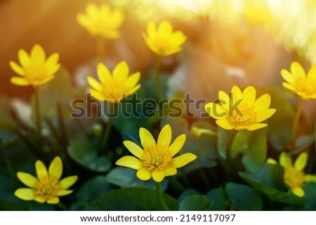 Caltha palustris - marsh plant with yellow petals. Early flowering of primroses in swampy areas in the forests and meadows of Europe in spring and not only. Royalty-Free Stock Photo #2149117097